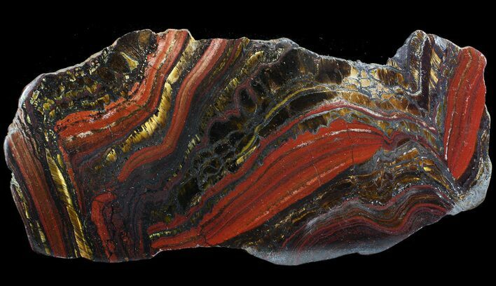 Polished Tiger Iron Stromatolite - ( Billion Years) #65534